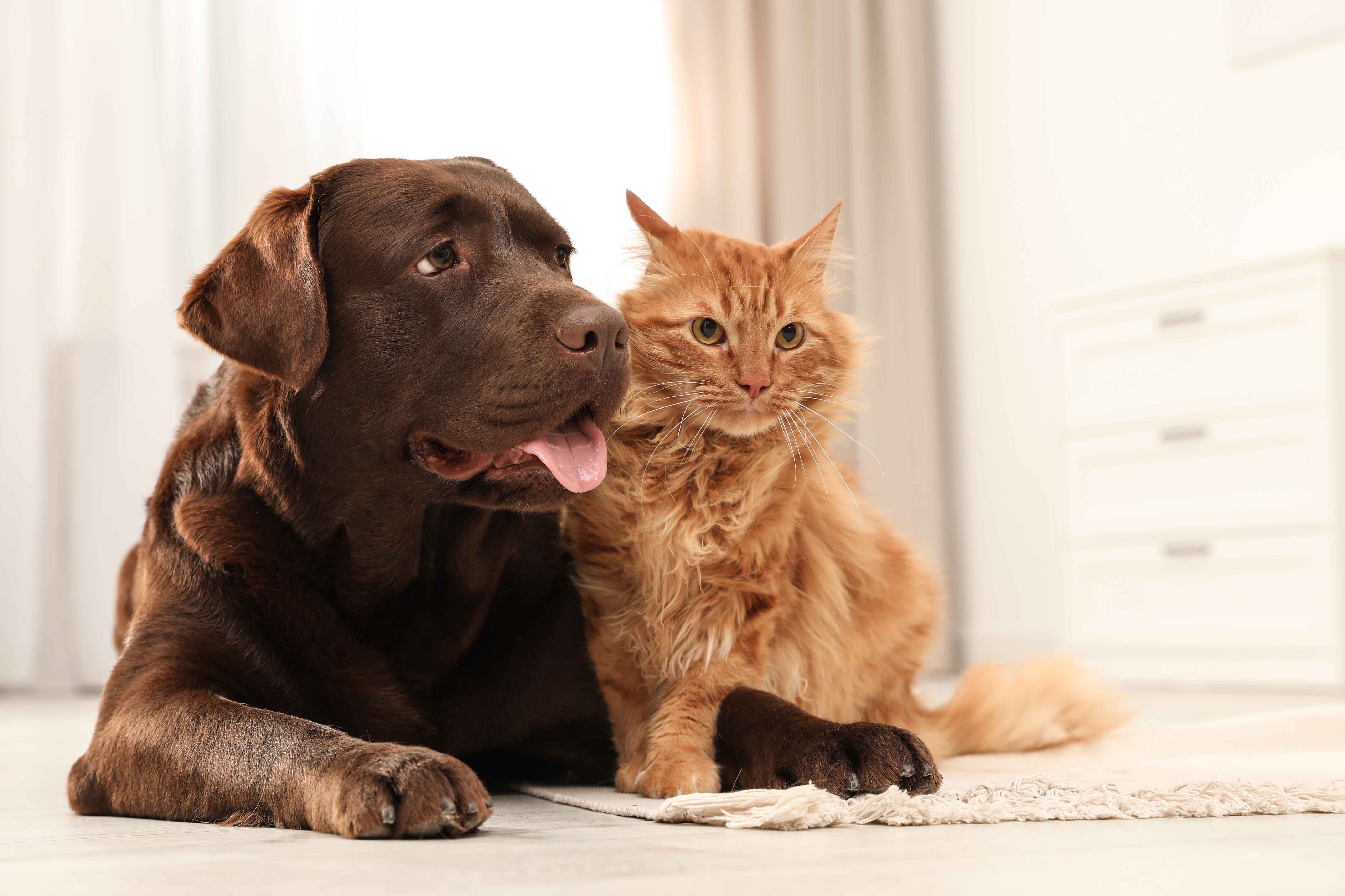 pet relocation mauritius
