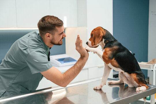 Bestel Veterinaire